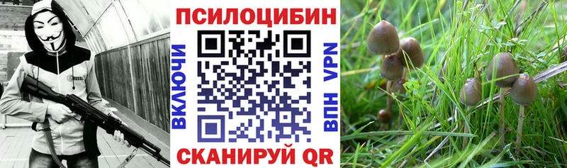 Галлюциногенные грибы мицелий Богданович