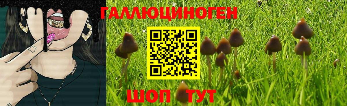 Псилоцибиновые грибы Cubensis Богданович